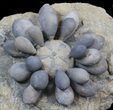 Fossil Club Urchin (Firmacidaris) - Jurassic #39148-1